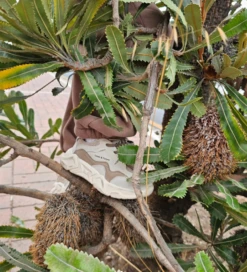 Chunky 3 Tone Sneakers | Brown - Affordable Baby 23 Chunky 3 Tone Sneakers | Brown - Affordable Baby -Trend Nest Store Screenshot 2025 05 26 072131